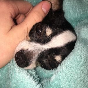 Meet your Posher, Grayson